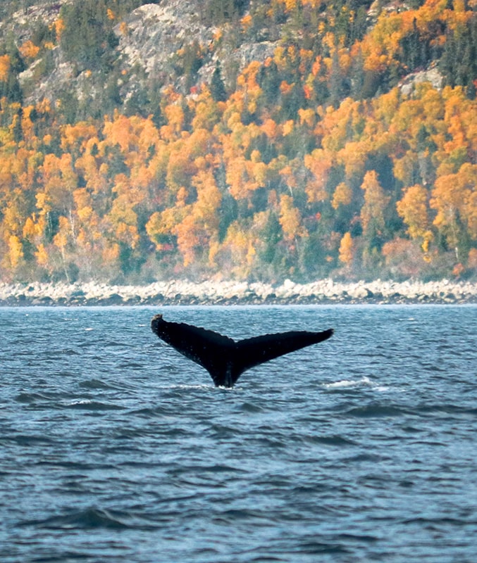 Observation des baleines à Tadoussac