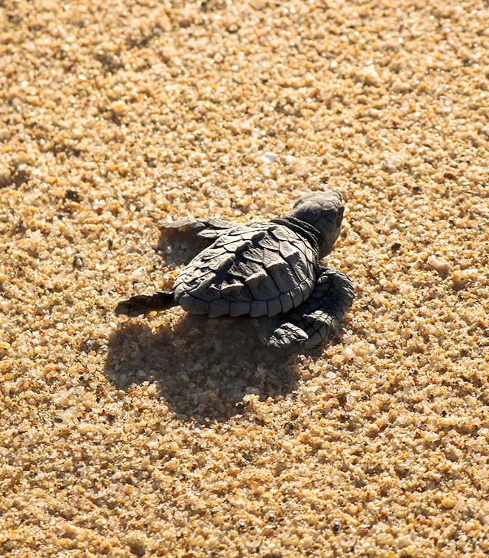 Bébé tortue à Todos Santos en Basse Californie au Mexique