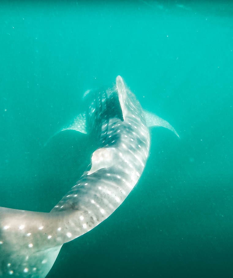 Nager avec des requins baleines en Basse Californie