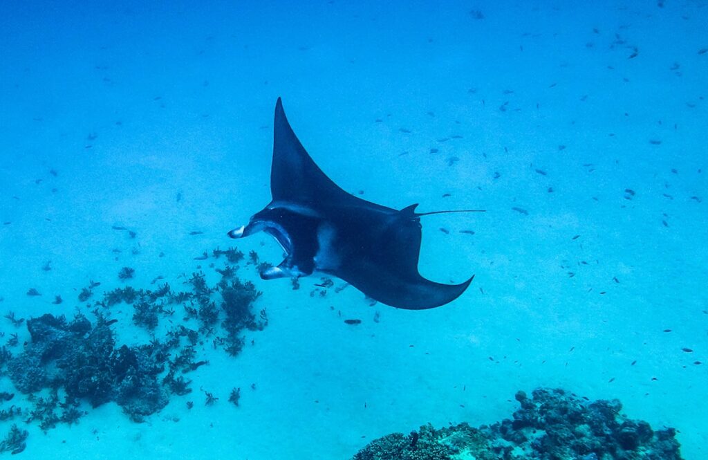 Nager avec des raies manta Polynésie