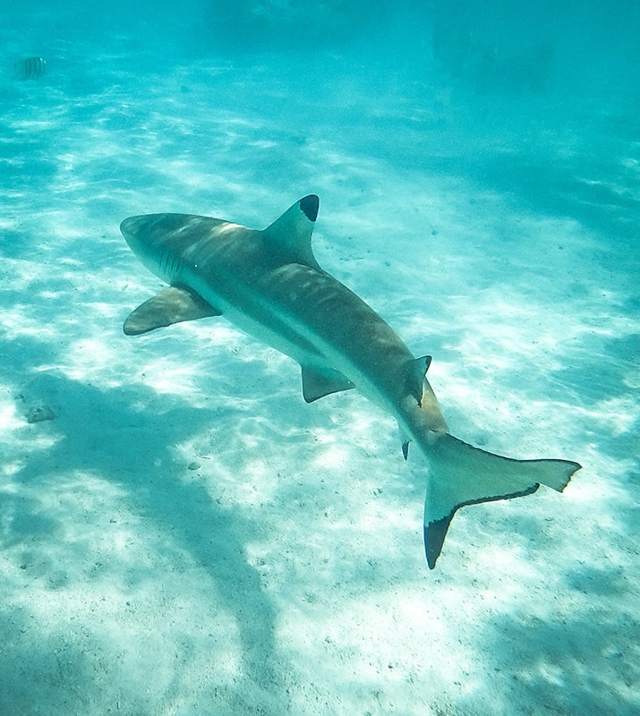 Requin à pointe noire