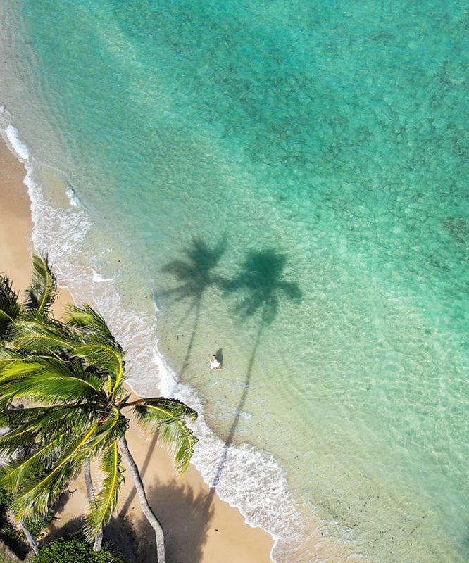 Vue de drone cocotier Oahu