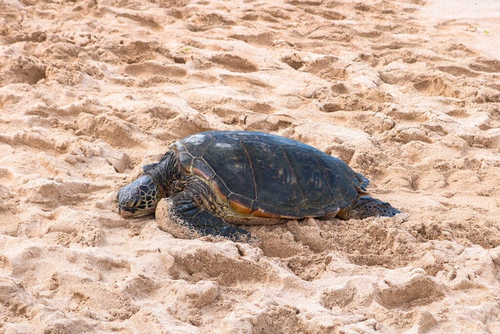 tortue sur le sable Oahu Hawai