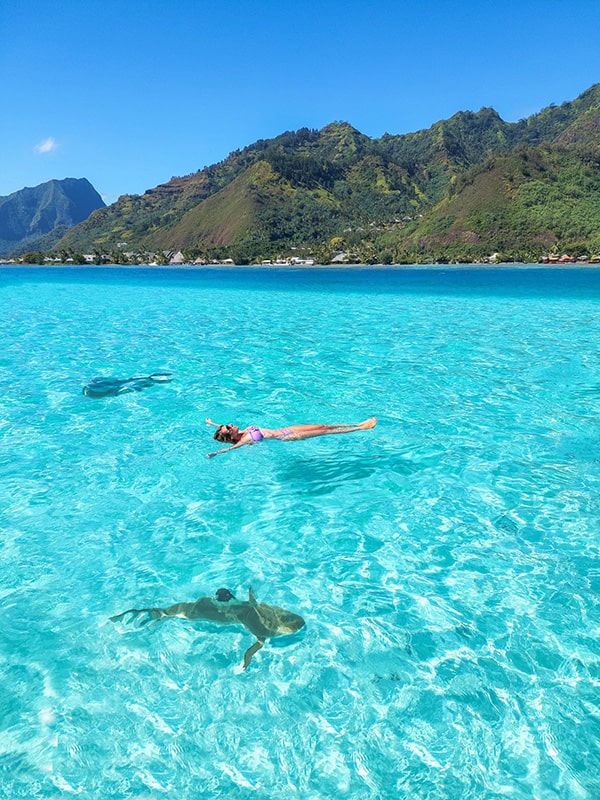 Nager avec les requins Moorea