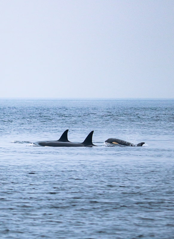 Observation des orques à Vancouver Island
