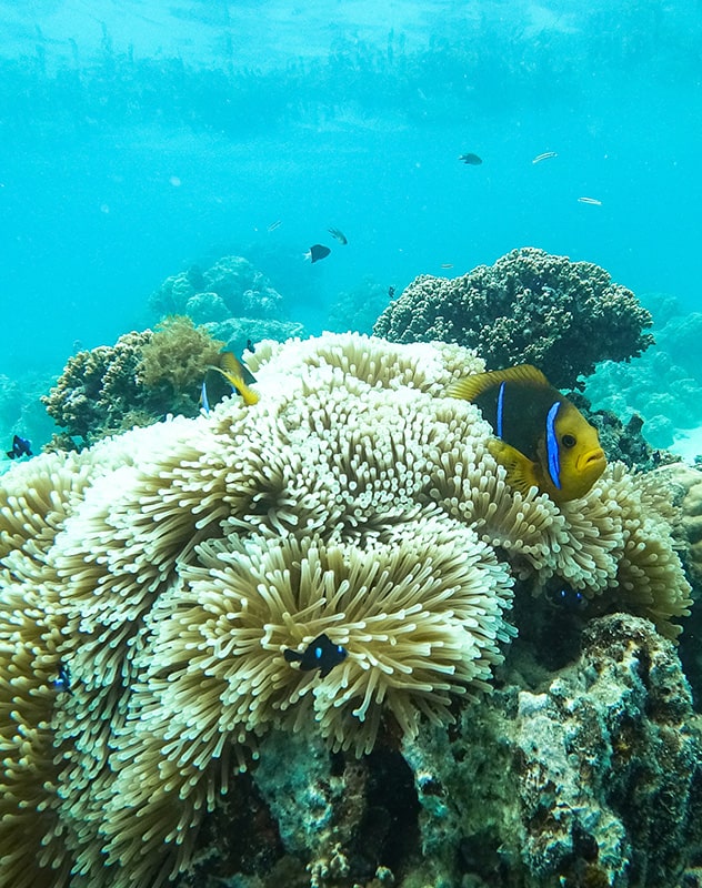 Plongée sous marine Moorea