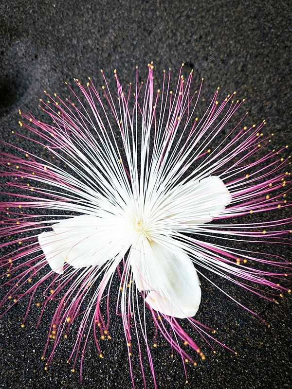 Fleur Tahiti