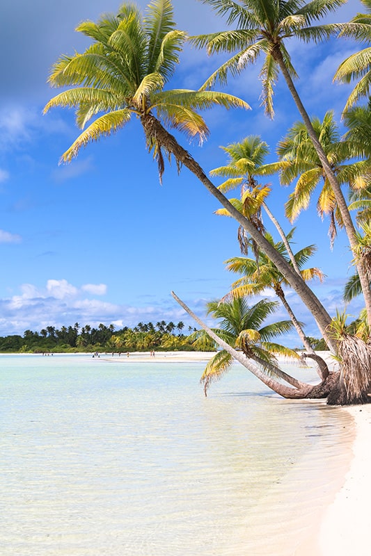 Plage et cocotier Tetiaroa