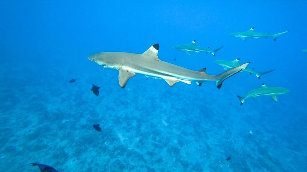 Requins pointe noire Bora Bora