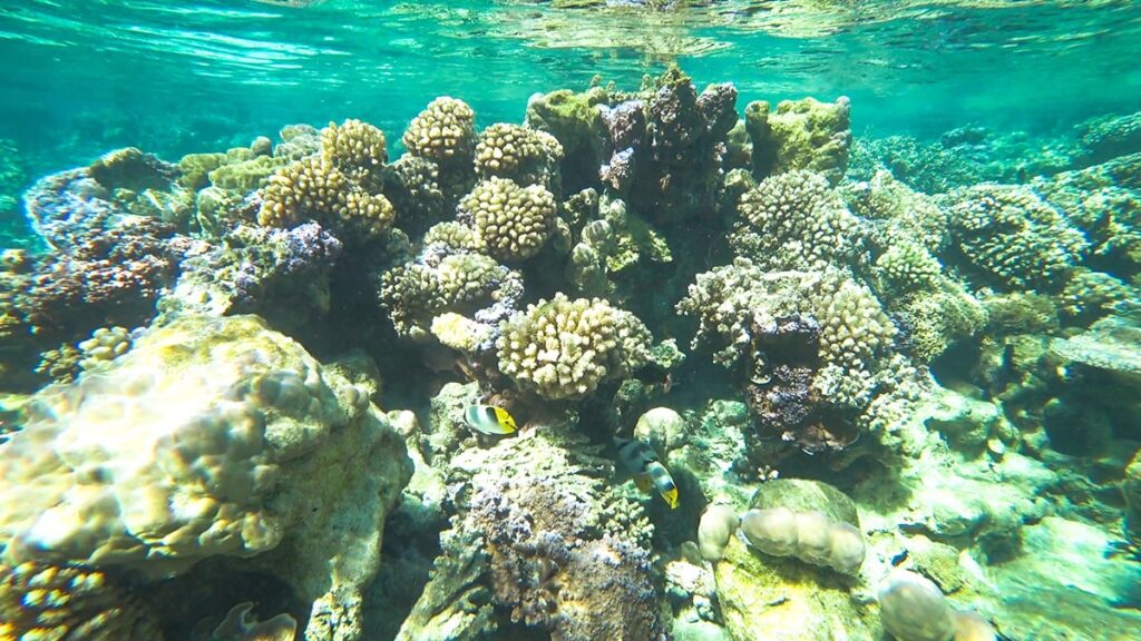 Snorkeling Bora Bora