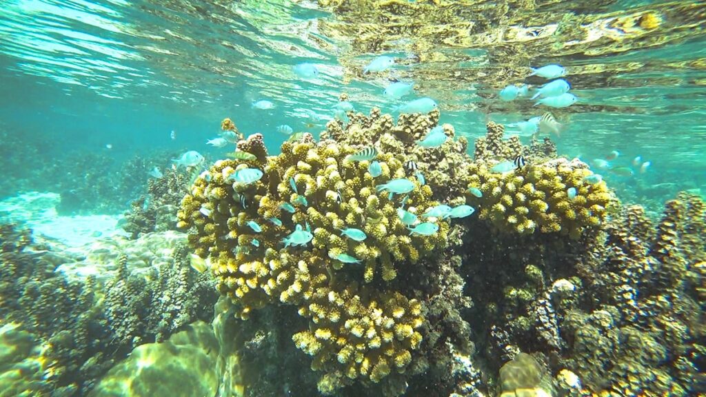 Snorkeling au jardin de corail Tahaa