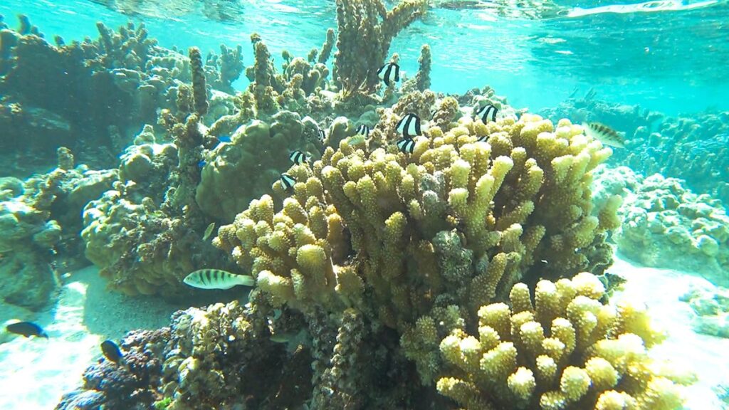 Snorkeling jardin de corail Tahaa Polynésie