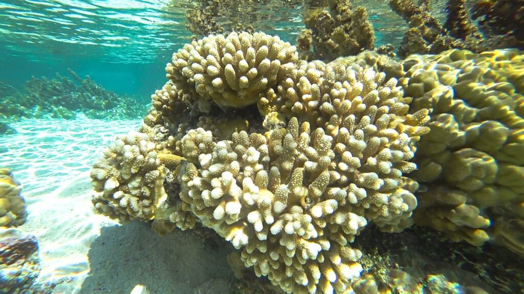 Snorkeling jardin de corail de Tahaa