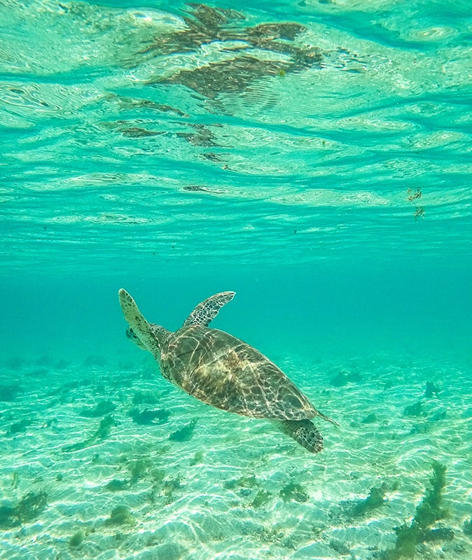 Nager avec des tortues en Guadeloupe