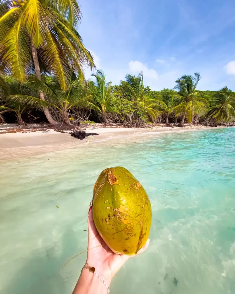 Plage de bois jolan noix de coco