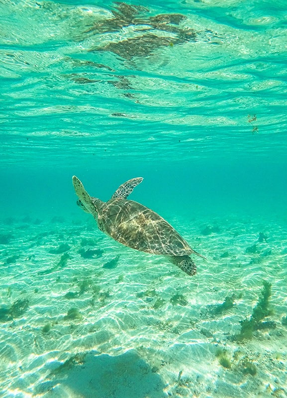 Tortue à Petite Terre Guadeloupe