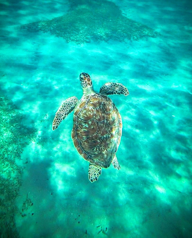 Tortue plage de Malendure